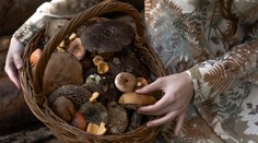 Uskladňujete huby v mrazničke? Pozrite sa, ako na to a kedy ich treba vyhodiť, aby vám neuškodili