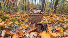 Po výdatných dažďoch by sa mohlo zdať, že húb bude neúrekom. Mykologička vidí problém