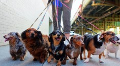 Veterinár prezradil, ktorých päť psích plemien by si nikdy nekúpil. Uviedol aj dôvody