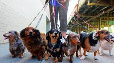 Veterinár prezradil, ktorých päť psích plemien by si nikdy nekúpil. Uviedol aj dôvody