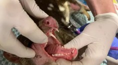 Mysleli si, že je tam dávno vyhynutý. Farmár v Austrálii objavil tvora, ktorého videl iba na známkach