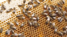 Včelárovi zakázala chovať včely obec. Som z toho zhnusený, šikanujú ma len pre to, že som prisťahovalec, tvrdí