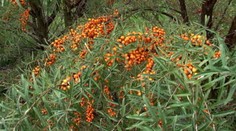 Slováci si obľúbili pestovať aj menej známe plodiny. Tieto tri sú vitamínové bomby