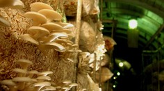 Slovenskí vedci hľadajú šesťdesiat dobrovoľníkov na testy hlivy ustricovej