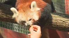 Zoológom v Košiciach sa podarilo na svet priviesť mláďatá vzácneho a ohrozeného živočícha