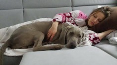 Z výzvy na Facebooku celoslovenská pátracia akcia. Odmena – 800 eur