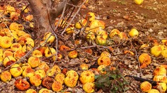 Ovocinári sú zúfalí. Po zničenej úrode od jarných mrazov predávajú firmy i majetok