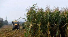 Obrovské nešťastie. Kombajn prešiel v kukuričnom poli nepočujúceho starčeka