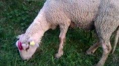 Mladý pár zažil na prechádzke v prírode šok