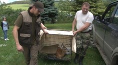 Poľovník – hrdina zachránil srnku pred smrťou