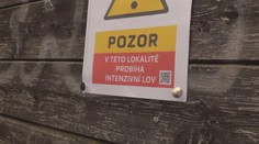 V Česku sa šíri africký mor ošípaných. Diviaky tam budú likvidovať policajní ostreľovači
