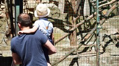 VIDEO: Čínska ZOO podvádza návštevníkov. Neuveríte, aké zviera v skutočnosti drží vo výbehu