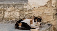 Koniec smrteľnej mačacej epidémii na Cypre? Vláda prišla s riešením