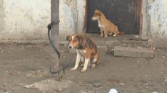 Pes už nemôže byť na reťazi. Ak to niekto poruší, riskuje poriadne mastnú pokutu