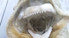 Vyzerá ako diabol: More vyplavilo na Novom Zélande mysteriózne stvorenie