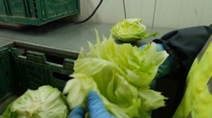 Cena zeleniny môže v najbližších dňoch rapídne stúpnuť. Je jej nedostatok