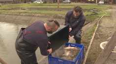 Kapry sú na Vianoce pripravené. Rybári varujú pred častou chybou pri nákupe