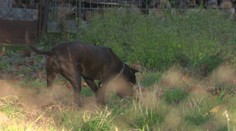 Dráma pri Rimavskej Sobote. Dvojročné dievčatko oskalpovala svorka psov