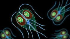 Veterinári upozorňujú na výskyt črevného parazita. Spôsobuje nepríjemné ochorenie, môže sa preniesť aj na človeka