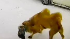 VIDEO: Rus priviedol na Sibír zviera, aké by ste tam nečakali. Majiteľovi sa to stalo osudným