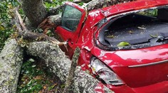 Silná víchrica na Novom Zélande vyvracala stromy a trhala strechy