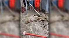 Spod chodníka vychádzal zvláštny zvuk: Prerazili ho krokodíly