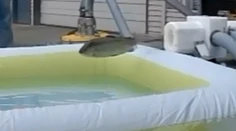 Aj lososy sa vedia zabaváť! Ani netušia, že sa tak chránia pred smrťou