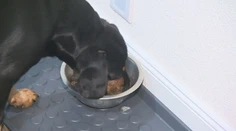 Aj štvornohí miláčikovia majú svoje pravidlá. Jedlá zo sviatočného stola ich môžu ohroziť