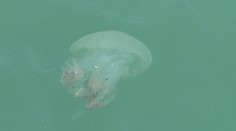 Dovolenku môžu znepríjemniť mnohé morské príšery. Našich kolegov  v Chorvátsku zaujala medúza