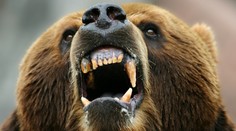 Medvede stále nespia. Ohrozujú obyvateľov?