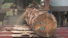 Polovica slovenského dreva končí v cudzine, tvrdia spracovatelia. Štát to vidí inak