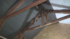 Najväčšia kolónia netopiera veľkého nežije na Slovensku v jaskyni, ale v bytovke v Ladcoch