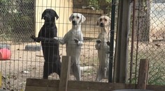 Boli sme na odchyte s ochranármi. Na Slovensku tisíce psov potrebujú pomôcť