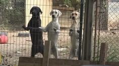 Boli sme na odchyte s ochranármi. Na Slovensku tisíce psov potrebujú pomôcť
