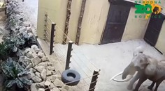 Zatvorení sú už takmer mesiac. Zoo v Bojniciach sa rozhodla využiť netradičné riešenie