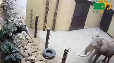 Zatvorení sú už takmer mesiac. Zoo v Bojniciach sa rozhodla využiť netradičné riešenie
