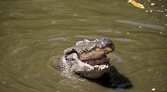 Florida: Dvojročného chlapca stiahol v zábavnom parku pod vodu aligátor