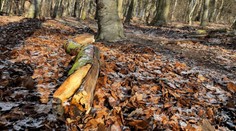 Chlapca usmrtil konár na Kolibe počas rodinného výletu. Čo predchádzalo tragickému nešťastiu?