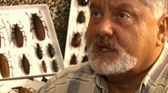 Pred 25 rokmi si priniesol z Tatier chrobáka. Potom prišiel šok