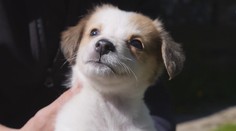 Povinné čipovanie má aj svoju odvrátenú tvár: Nemajetní radšej vyhodia zviera na ulicu