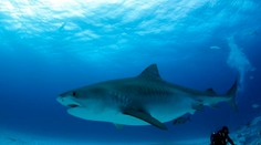 Útok žraloka v Egypte: Muž prišiel o život pri potápaní. Ďalší pre jeho záchranu riskoval život