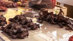 Koronavírus ich od obľúbenej „lahôdky“ neodradil. V Indonézii idú netopiere na odbyt