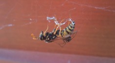 Keď malý premôže väčšieho alebo súboje z ríše hmyzu