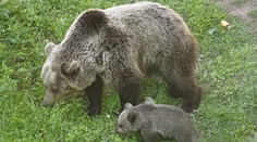 Legislatíva o zabíjaní medveďov sa zdá byť zbytočná. Ministra životného prostredia zaskočili výsledky