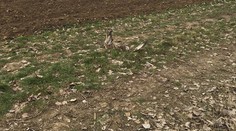 Objavili telá ďalších uhynutých dravcov pri Nitre