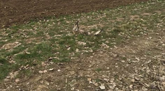 Objavili telá ďalších uhynutých dravcov pri Nitre