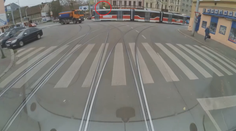 Čierny pasažier: Labuť si v Brne skrátila cestu, odviezla sa električkou