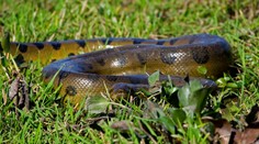 Všetci o nej hovoria, ale nikto ju nevidel. Dubnicou nad Váhom sa šíri, že tam anakonda zabíja labute