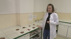 Ako chutia kobylky či cvrčková múka? V Nitre skúmajú, ako by sa dal hmyz zahrnúť medzi klasické pokrmy