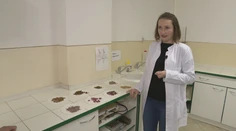 Ako chutia kobylky či cvrčková múka? V Nitre skúmajú, ako by sa dal hmyz zahrnúť medzi klasické pokrmy
